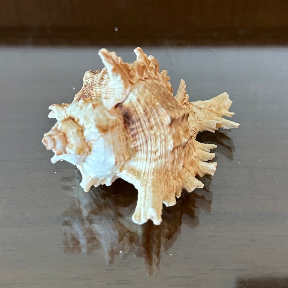 Natural Murex Ramosus Seashell 4 Inch Spiny Branched Nautical Coastal Home Decor